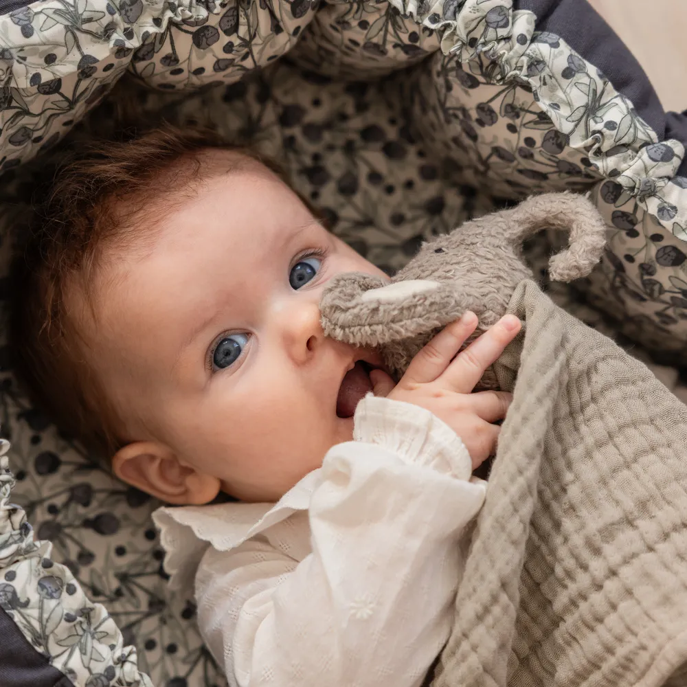 Sebra uniriepu Finley norsu